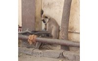 Captive gray langur rescued by PETA