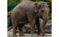 These elephants are smarter than humans!